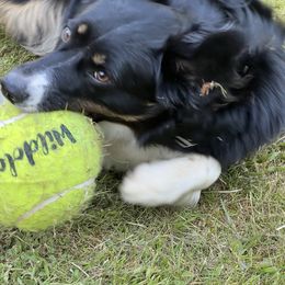 Australian Shepherd All Grown Up from K & R Australian Shepherds