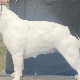 French Bulldogs from Phoenix Rising