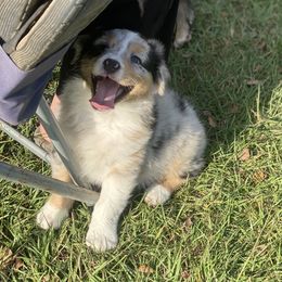 Australian Shepherd, Miniature Australian Shepherd, and Toy Australian Shepherd Puppies from Circle JTS Ranch