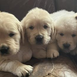 Golden Retrievers from Storm Mountain Goldens