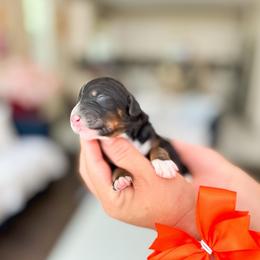 Serena-Pokémon Character - Tri-color female Bernedoodle puppy in Ontario, California from Teddy Doodles & Standard Poodles