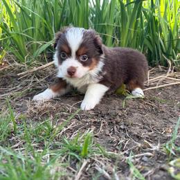 Clyde - Red tri-color male Miniature American Shepherd puppy in Terryville, Connecticut from Spirited Aussies