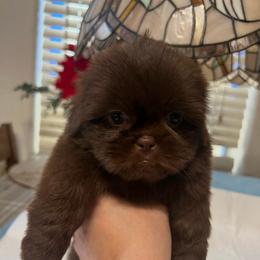Male puppy 2 - Liver male Shih Tzu puppy in Whittier, California from Socal Mother Of Shih Tzus