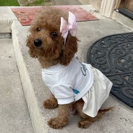 Milly - Goldendoodle