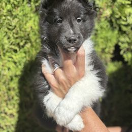 Oliver - Black and white male Shetland Sheepdog puppy in Oakley, California from SquiresShelties