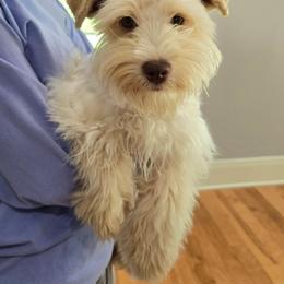 Posie - Miniature Schnauzer