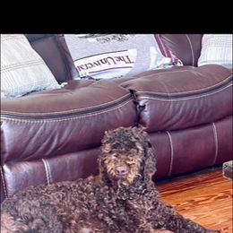 Moose - Labradoodle