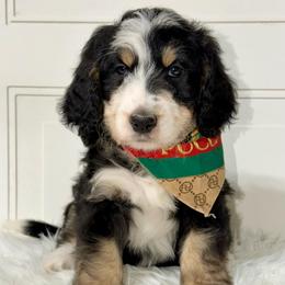 Seville - Tri-color female Bernedoodle puppy in Beecher, Illinois from Erica’s Doodles