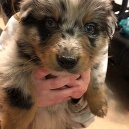 Australian Shepherd Puppies from Wagon Wheel Aussies