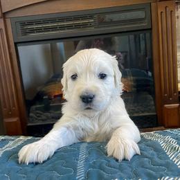 Autumn - Light golden Golden Retriever puppy in Nathrop, Colorado from Mountain Joy Goldens