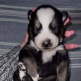 Pomsky Puppies from Paw-lenty of Pomskies
