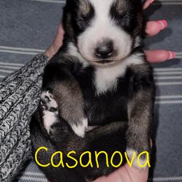 Pomsky Puppies from Paw-lenty of Pomskies