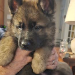 German Shepherd Puppies from Karen Nikirk