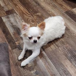 Cercie - Chihuahua