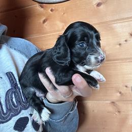 Boy 1 - Black male Dachshund puppy in Cheyenne, Wyoming from Great Basin Hounds
