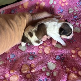 Sarah - Brindle and white female Shorkie puppy in Atoka, Oklahoma from Boggy Depot Cavaliers & Friends