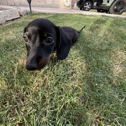 Dachshund Puppies from Story Dachshunds