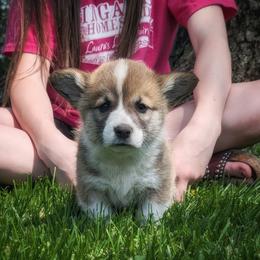 Trixie - Sable female Pembroke Welsh Corgi puppy in Coleman, Michigan from Salt Creek Farm Dogs