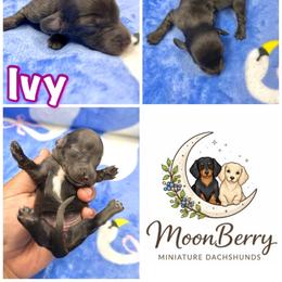 Ivy Blue-Tan - Blue and tan female Dachshund puppy in Tecumseh, Oklahoma from MoonBerry Miniature Dachshunds