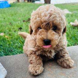 Goose - Apricot male Goldendoodle puppy in Kingfisher, Oklahoma from Perdue Puppies