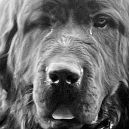 Anatolian Shepherd Dogs, Komondorok, and Newfoundlands from Tatties Ranch