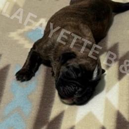 Rocky - Brindle male Boxer puppy in Moore, South Carolina from Lafayette Bulldogs & Boxers
