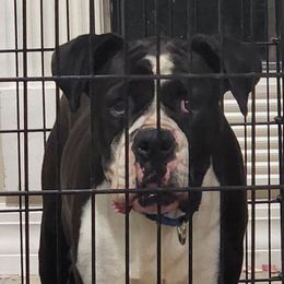 Maggie - Boxer