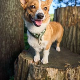 Rikku - Pembroke Welsh Corgi