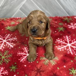 Boy 2 - male Goldendoodle puppy in Millersburg, Ohio from Ohio Puppy Paws