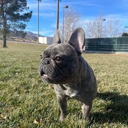 French Bulldogs from Deleon Family French Bulldogs