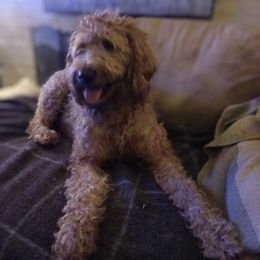 Murphy - Gold female Labradoodle puppy in Evansville, Indiana from Annie's Doghouse, Doodles and Poodles