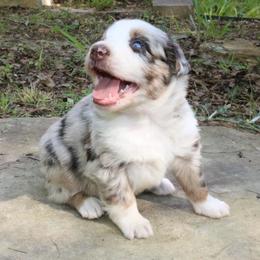 Lady-Bug - Red merle female Australian Shepherd puppy in Macon, Georgia from Shaina’s Shepherds