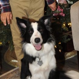 Sky - Border Collie