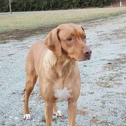 Rhodesian Ridgeback All Grown Up from Indaba Ridgebacks