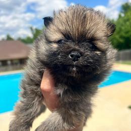 Socks - Chocolate sable female Pomeranian puppy in Hernando, Mississippi from The Pom Squad