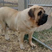 Molosser (Bully x)s from Grizzly Molossus