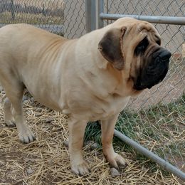 Molosser (Bully x)s from Grizzly Molossus