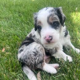 Max - Blue merle male Bernedoodle puppy in Las Vegas, Nevada from Perfect Bernedoodles