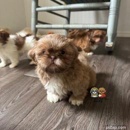 Inder - Lilac male Shih Tzu puppy in Walkertown, North Carolina from Lil’ Bit’s Shih Tzu