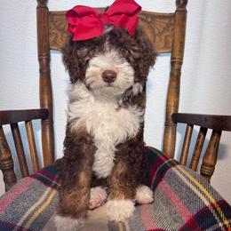 Carmella - Brown and white female Bernedoodle puppy in Buffalo, Illinois from Pear Tree Pups