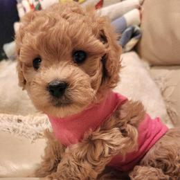 Hot pink female - Liver and white female Shihpoo puppy in Williamsville, New York from Nell’s Doodle & Dolls
