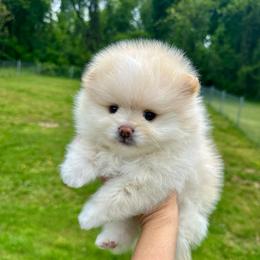 Omochi - Cream female Pomeranian puppy in Uniontown, Pennsylvania from Oh So Sassy Poms