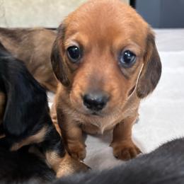 Girl 3 - Red female Dachshund puppy in Miami, Florida from Marble Dachshunds