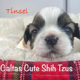 Tinsel - Sable and white male Shih Tzu puppy in Vernon, New Jersey from Calta’s Cute Shih Tzu