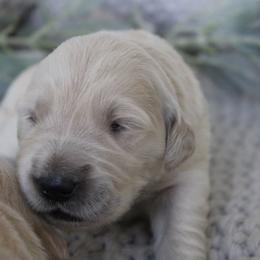 Golden Retriever Puppies from UnrivaledGoldens