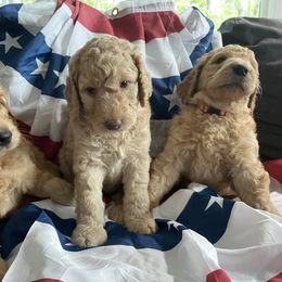 Assorted Doodle Crosses, Goldendoodle, and Poodle Puppies from Kava Kennels
