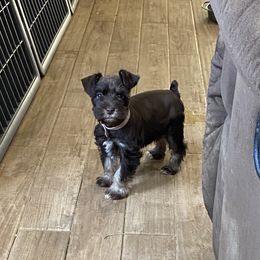 Miniature Schnauzer Puppies from Fran’s Miniature Schnauzer’s