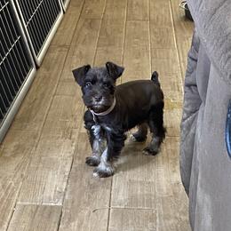 Miniature Schnauzer Puppies from Fran’s Miniature Schnauzer’s