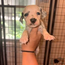 Orange collar girl - White and black female Dalmatian puppy in Toledo, Ohio from Exquisite Dalmatians & Standard Poodles