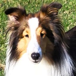 Amelia - Shetland Sheepdog
